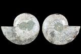 Bargain, Cut & Polished Ammonite Fossil - Mud Filled #73948-1